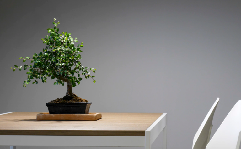 Empresa Bonsai